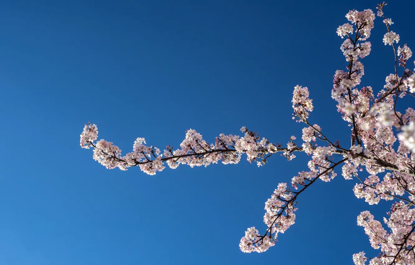 Photo wallpaper the sky, branches, cherry, spring, flowering