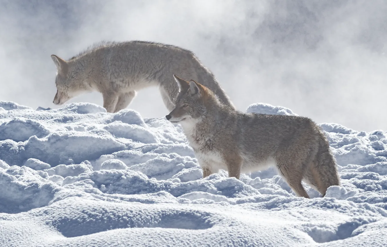 Photo wallpaper winter, look, light, snow, two, wolf, pair, the snow