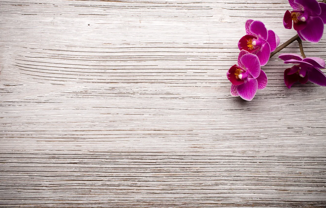 Photo wallpaper wood, Orchid, flowers, orchid