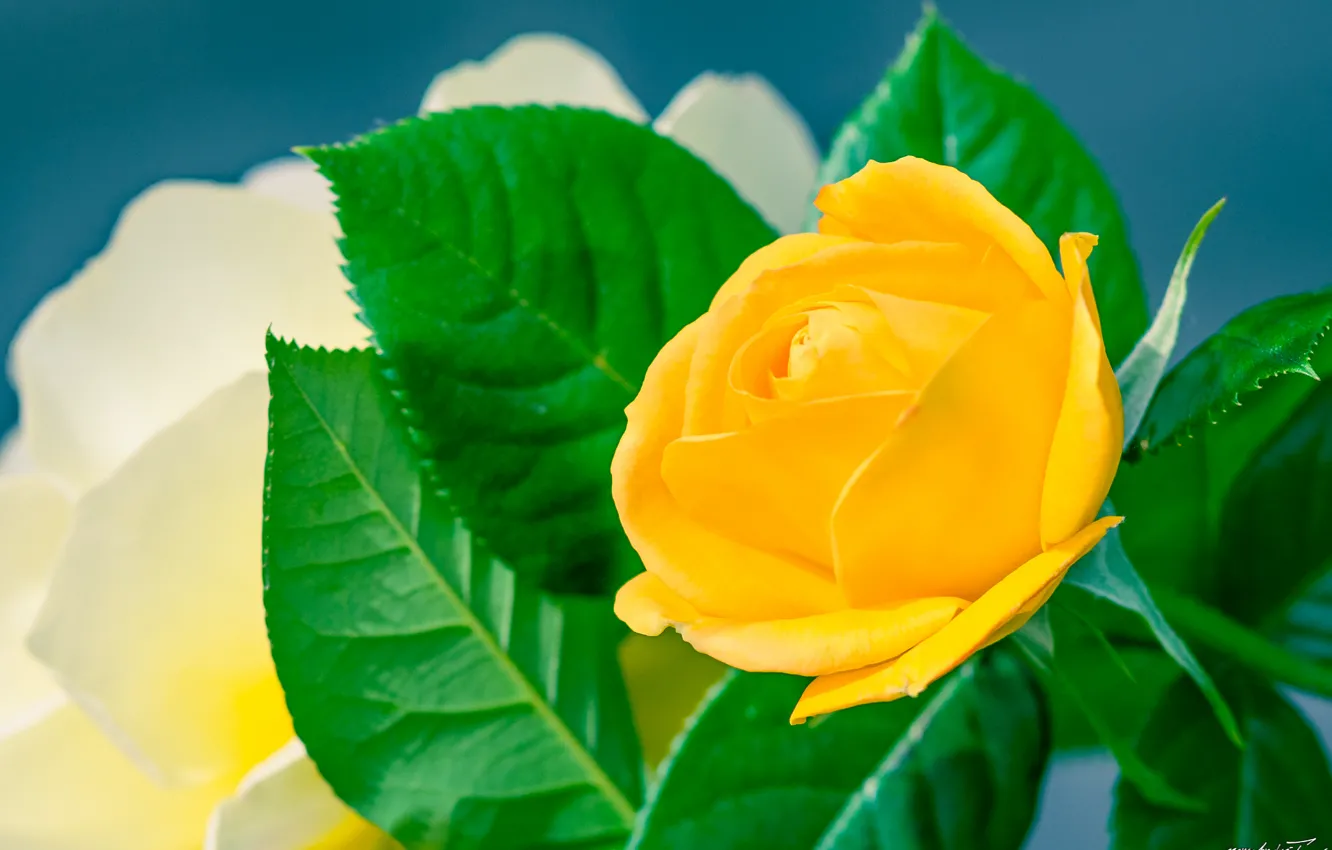 Photo wallpaper macro, roses, yellow rose