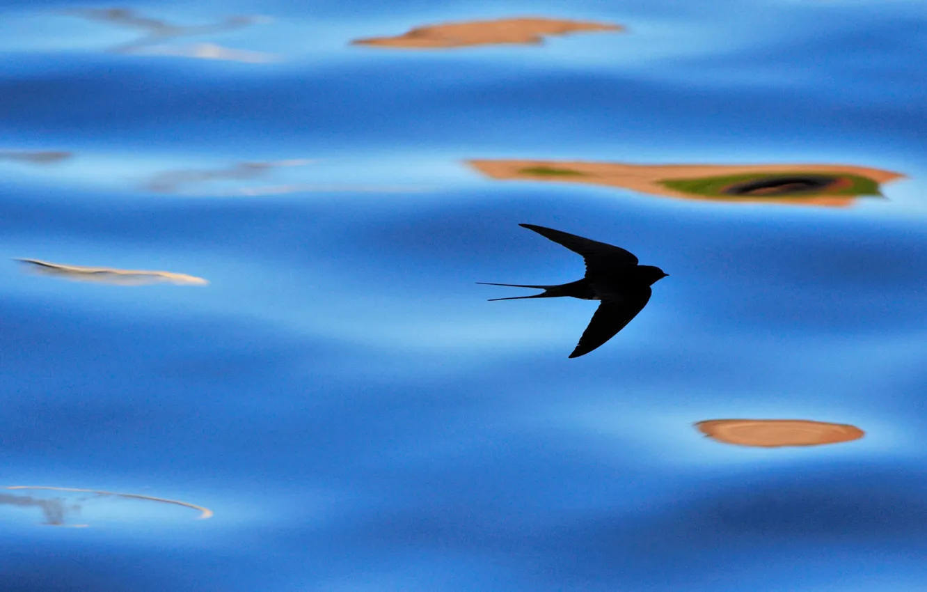 Photo wallpaper water, bird, Scotland, silhouette, swallow, Berwickshire
