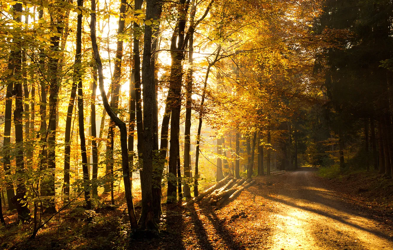Photo wallpaper The sun, Road, Autumn, Trees, Forest, Rays, Nature, Spring