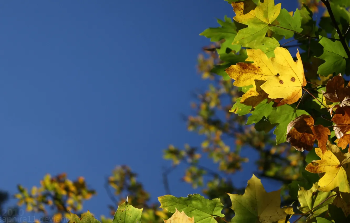 Photo wallpaper leaves, macro, nature, plant