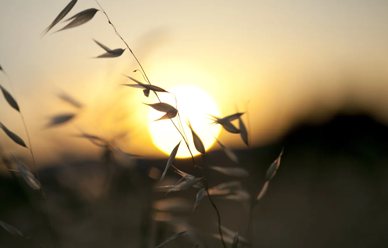 Photo wallpaper summer, grass, the sun, macro, sunset