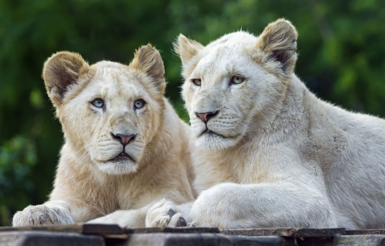 Photo wallpaper cats, pair, the cubs, white lion, ©Tambako The Jaguar