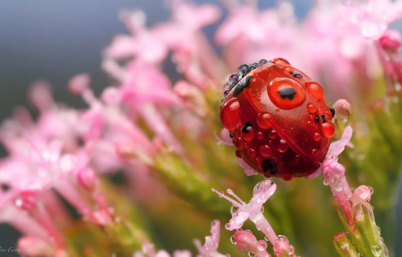 Photo wallpaper drops, macro, flowers, Rosa, ladybug, insect