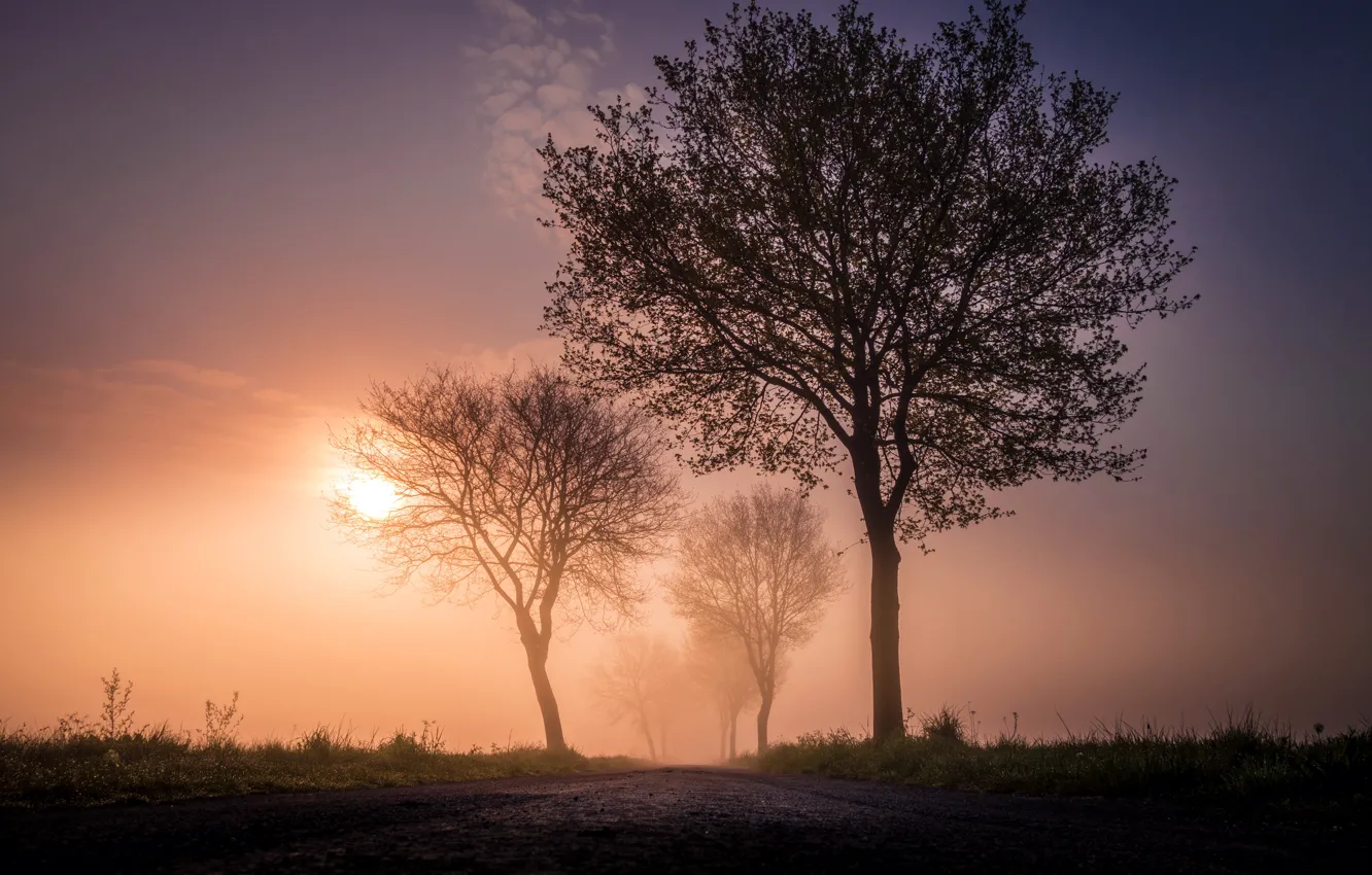 Photo wallpaper road, trees, fog