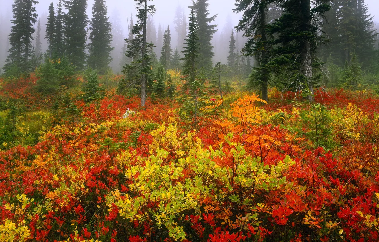Photo wallpaper forest, trees, fog, bushes, color, spruce