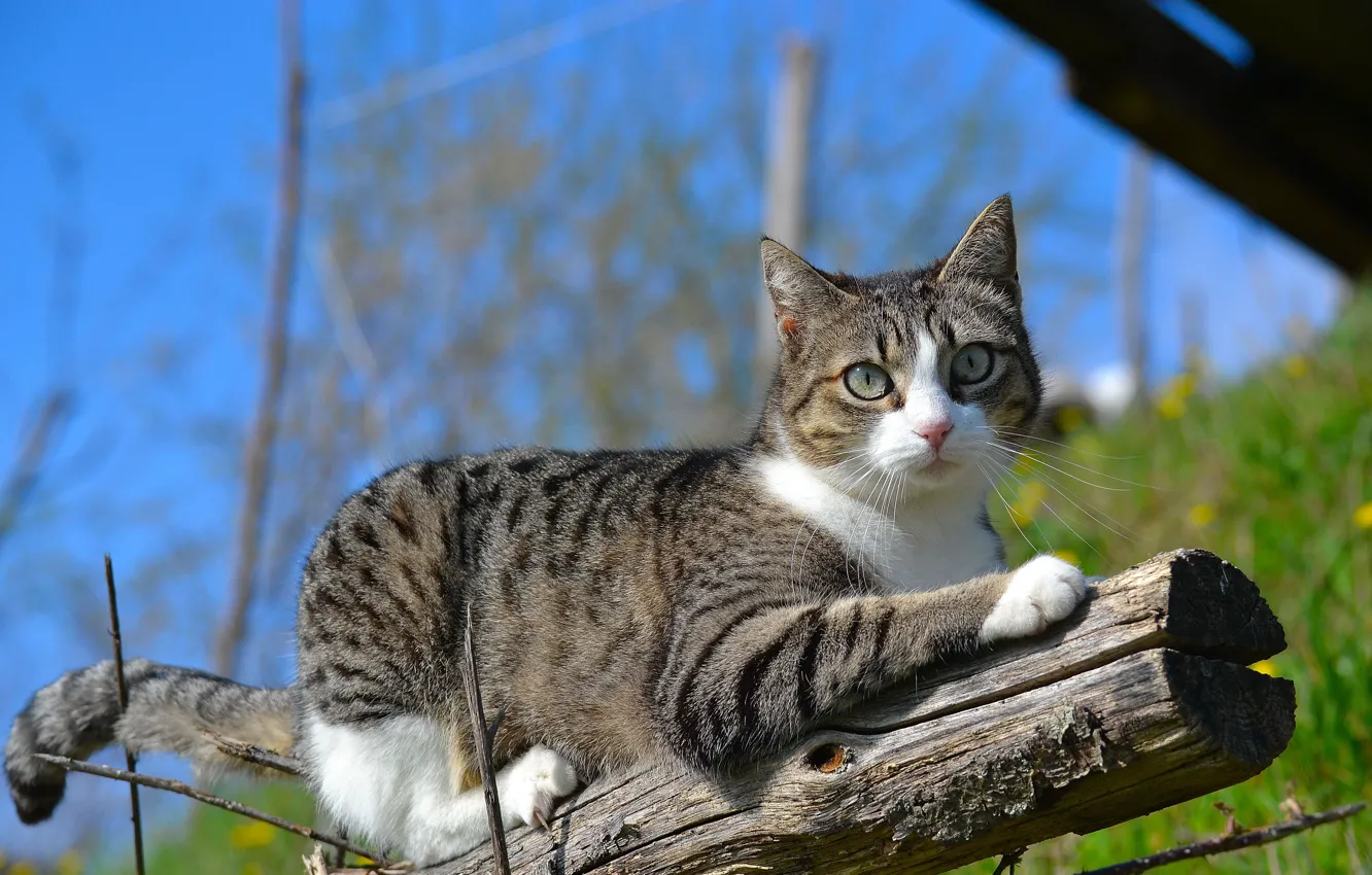 Photo wallpaper cat, cat, nature, branch, log