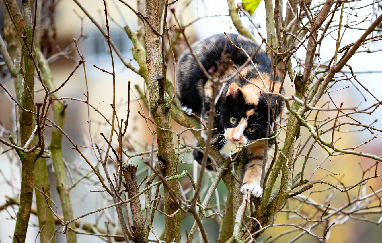 Photo wallpaper cat, look, face, branches, nature, pose, tree, bokeh