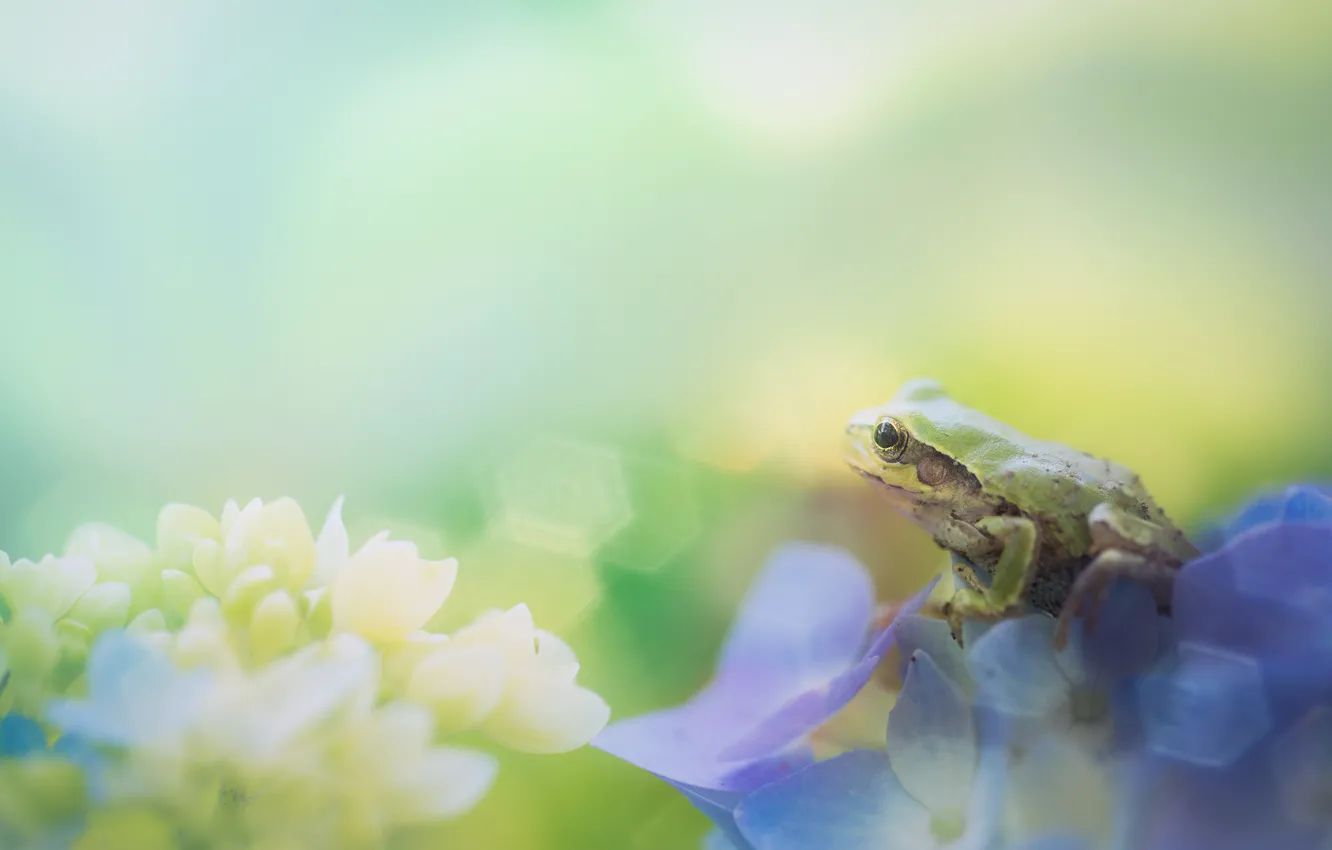 Photo wallpaper macro, flowers, frog, bokeh, blurred background, hydrangea