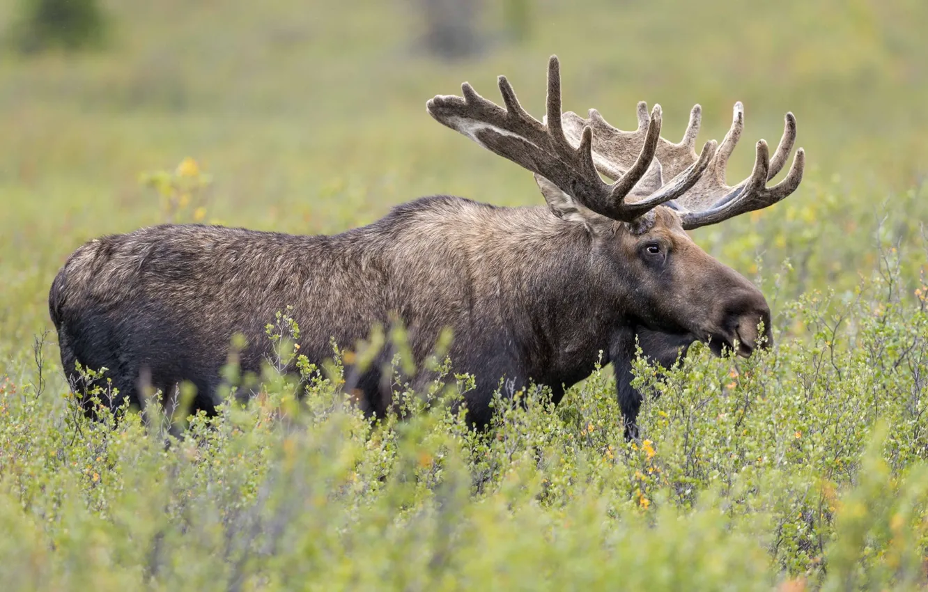 Photo wallpaper grass, horns, moose, elk