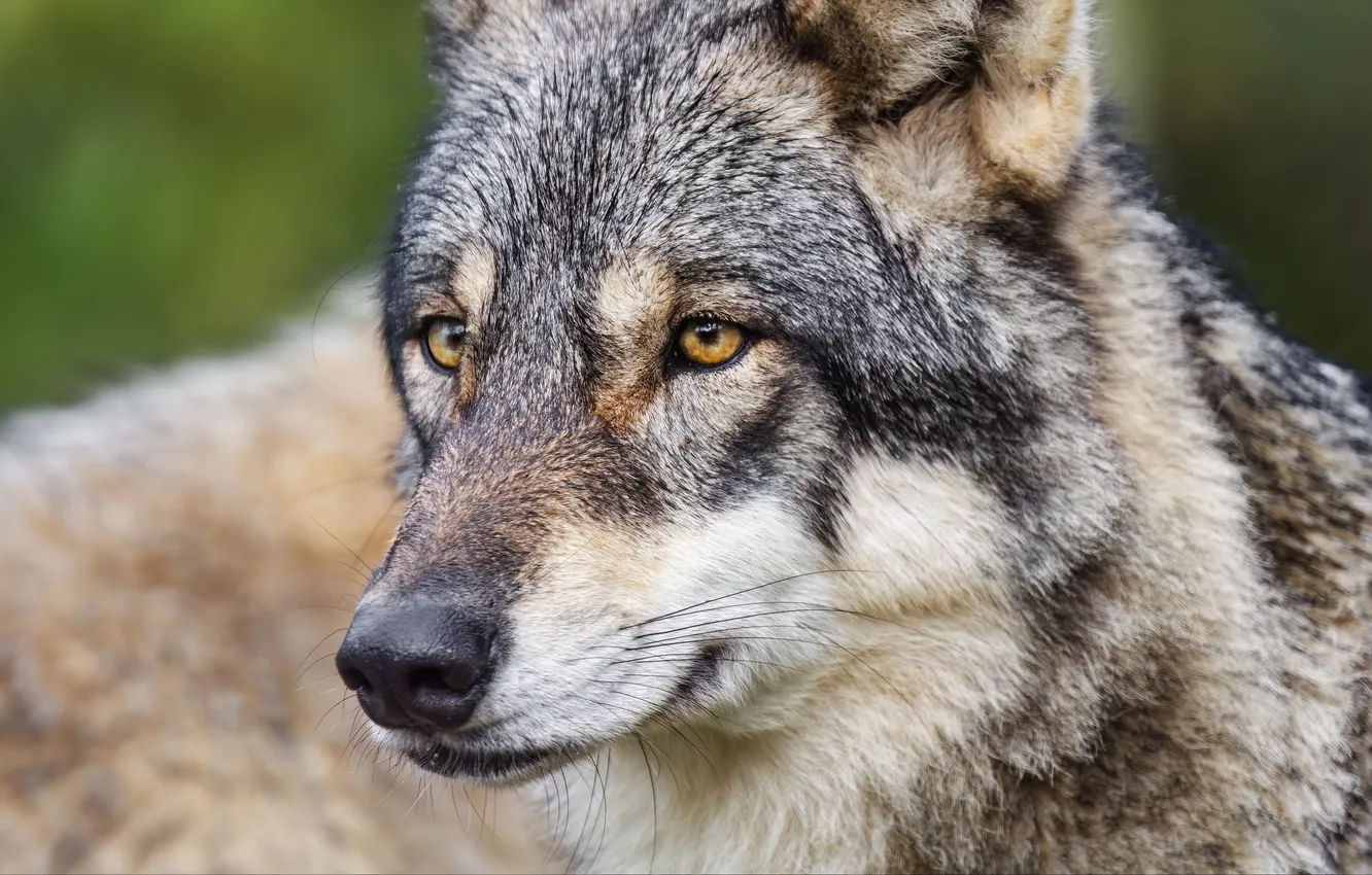 Photo wallpaper nature, Gray Wolf, face, animal, wolf, canis lupus, wildlife, head