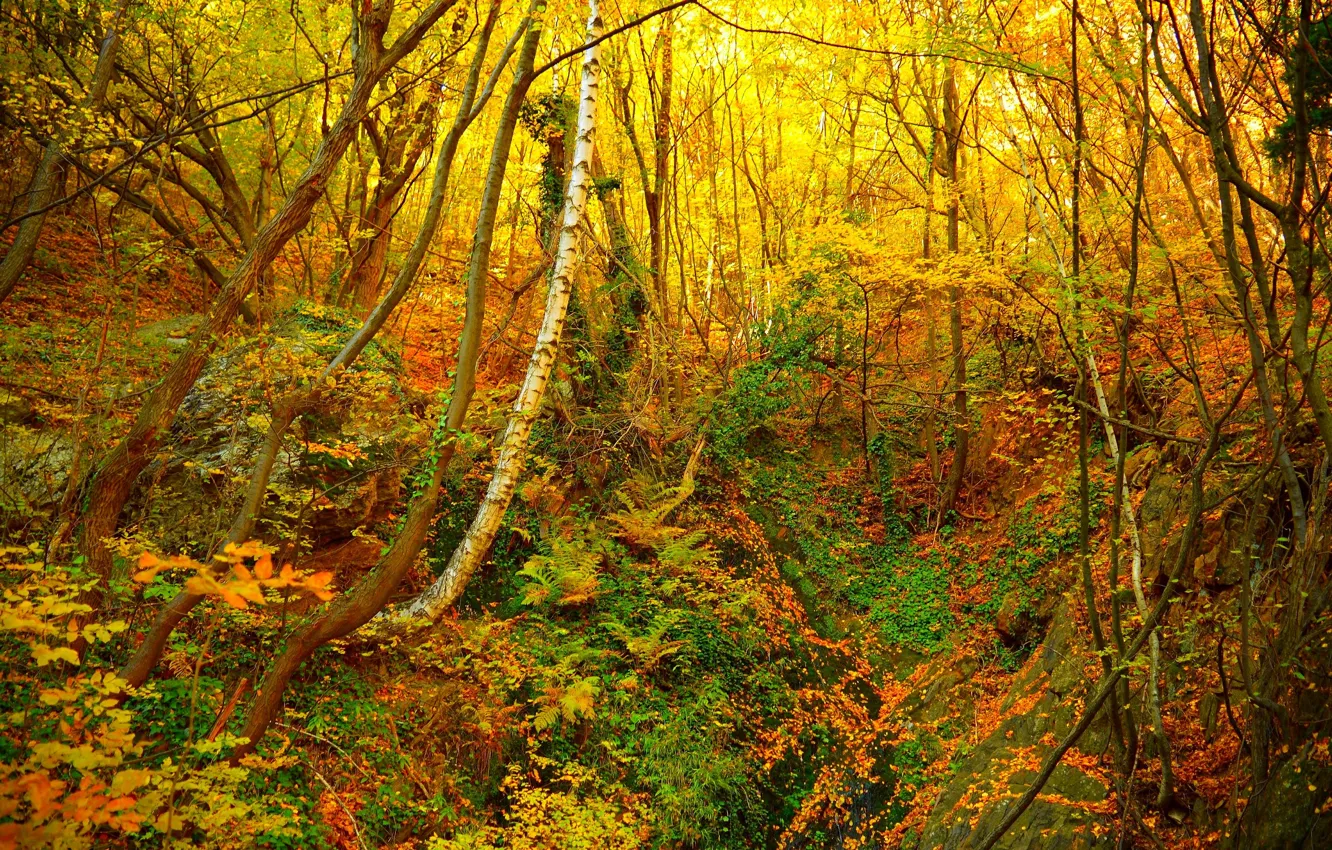 Photo wallpaper autumn, forest, foliage, colors, forest, autumn, leaves, fall