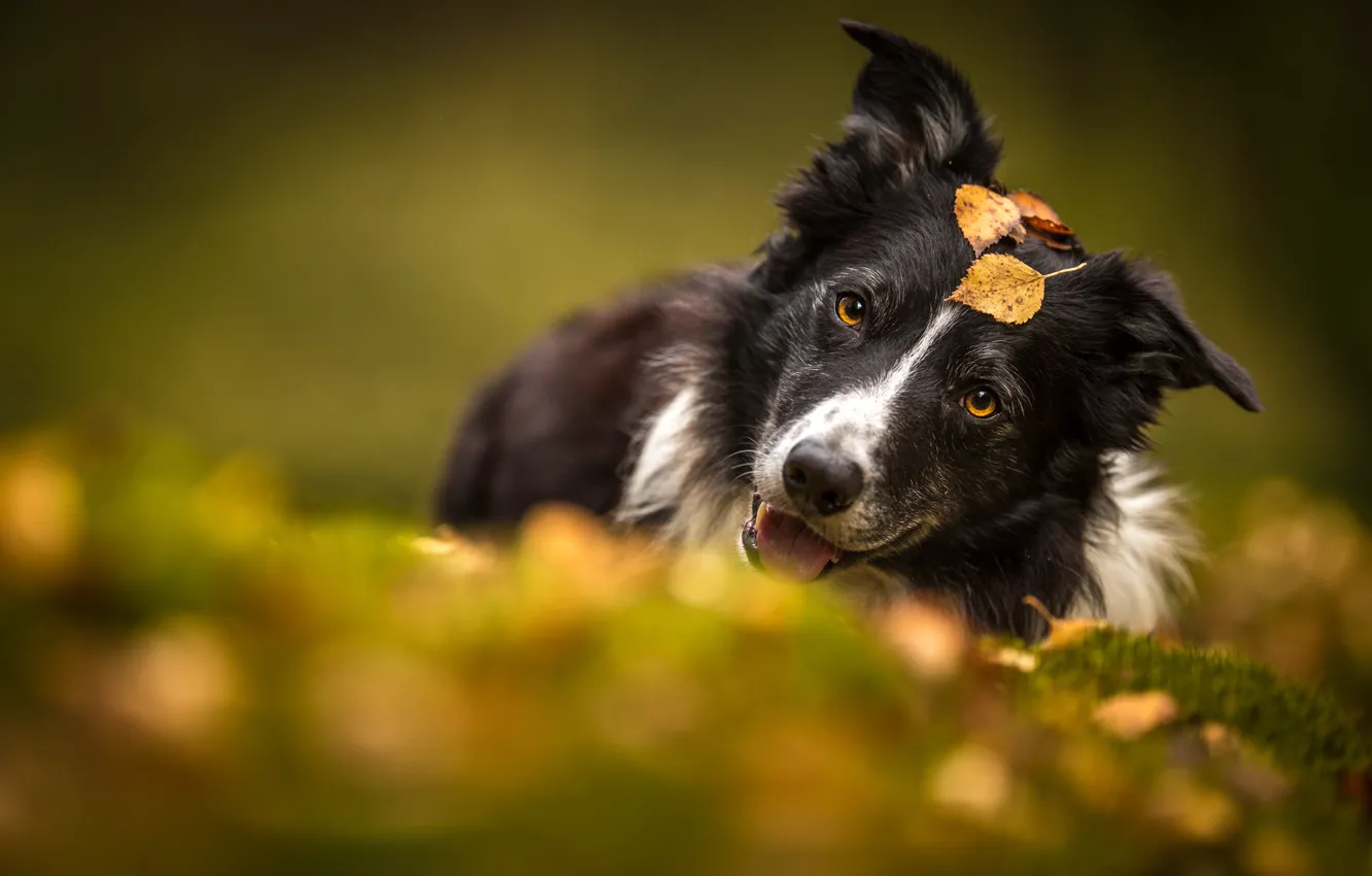 Photo wallpaper autumn, language, look, face, leaves, nature, pose, background