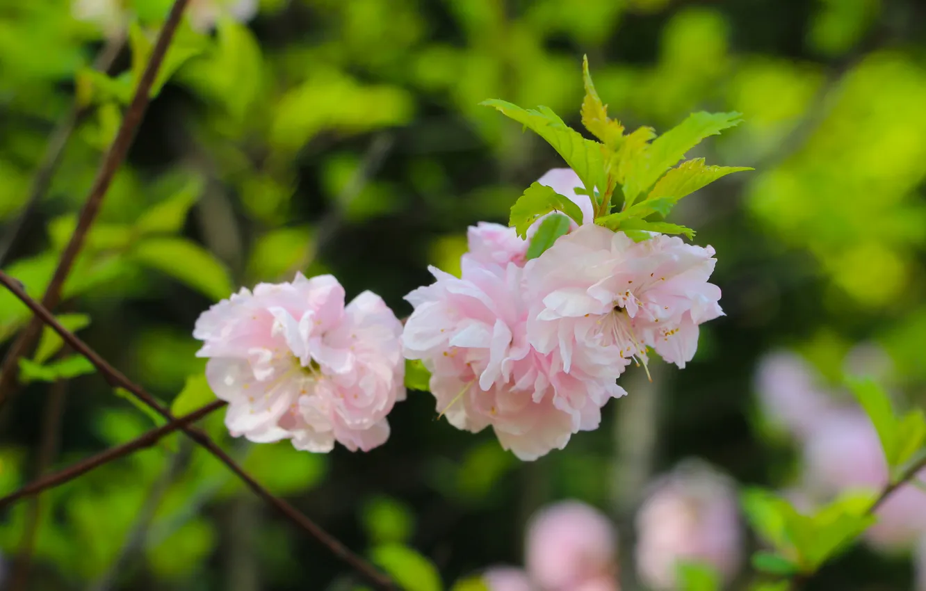 Photo wallpaper pink, spring, blooming