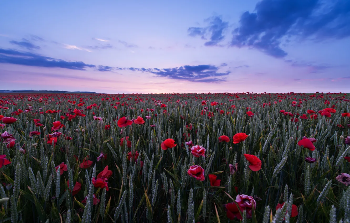 Photo wallpaper field, summer, the sky, flowers, nature, view, Maki, dal