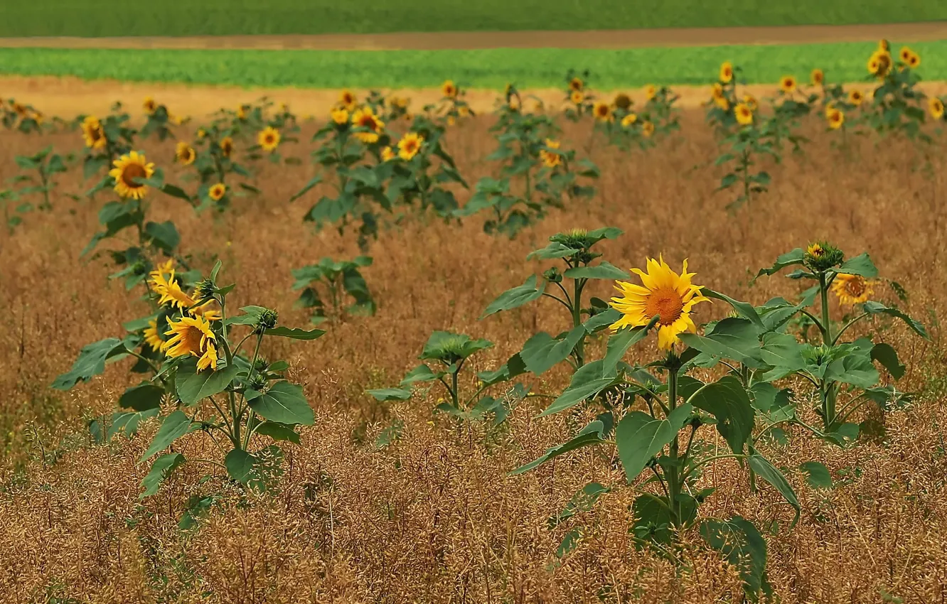 Photo wallpaper field, summer, sunflowers