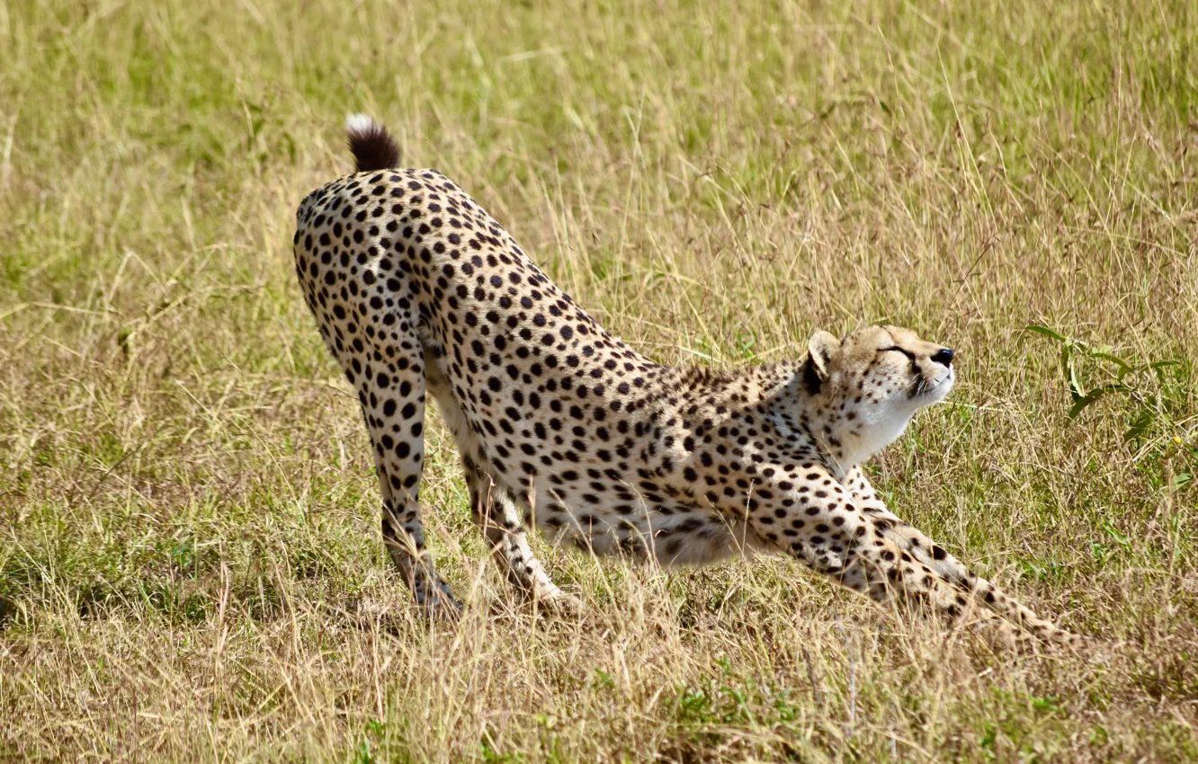 Photo wallpaper grass, nature, predator, Cheetah, big cat, stretching