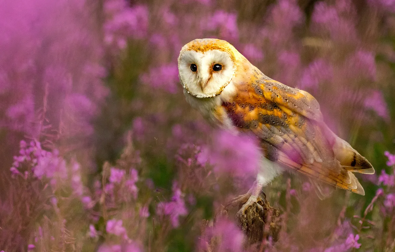 Photo wallpaper flowers, owl, bird, pink, bokeh, the barn owl