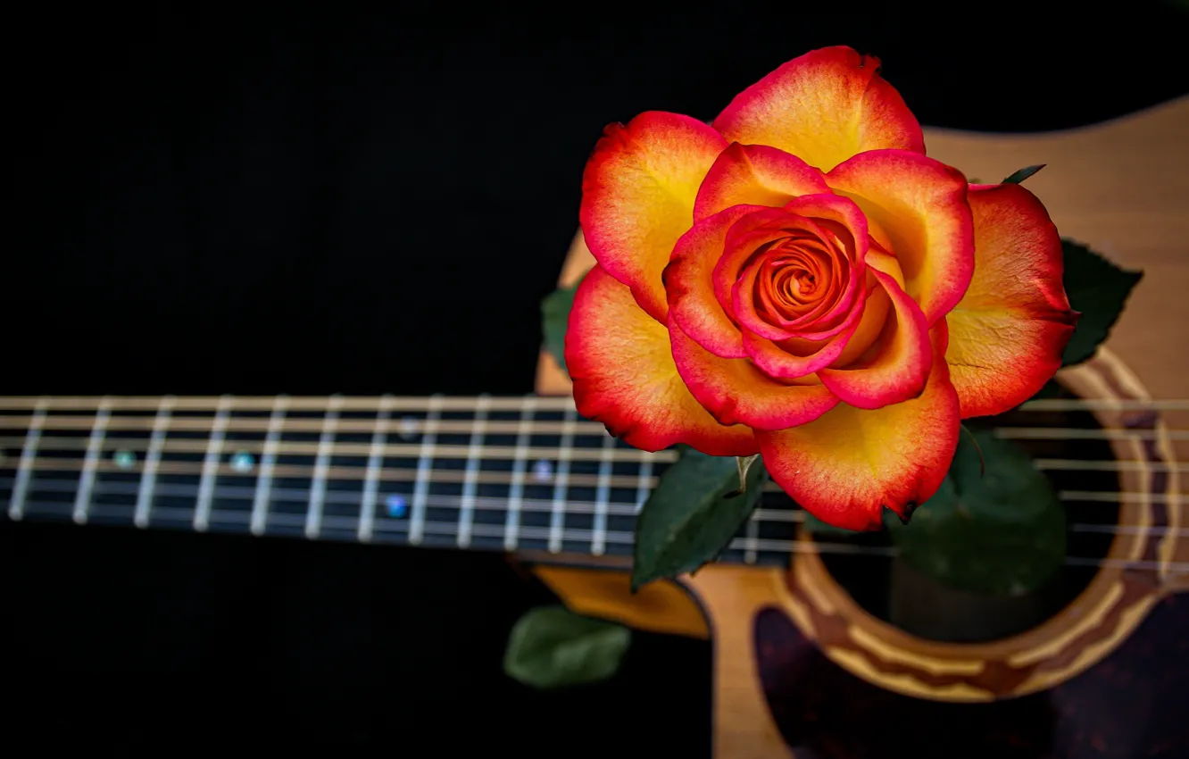 Photo wallpaper rose, guitar, strings