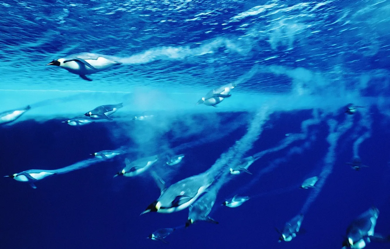 Photo wallpaper water, Blue, penguins