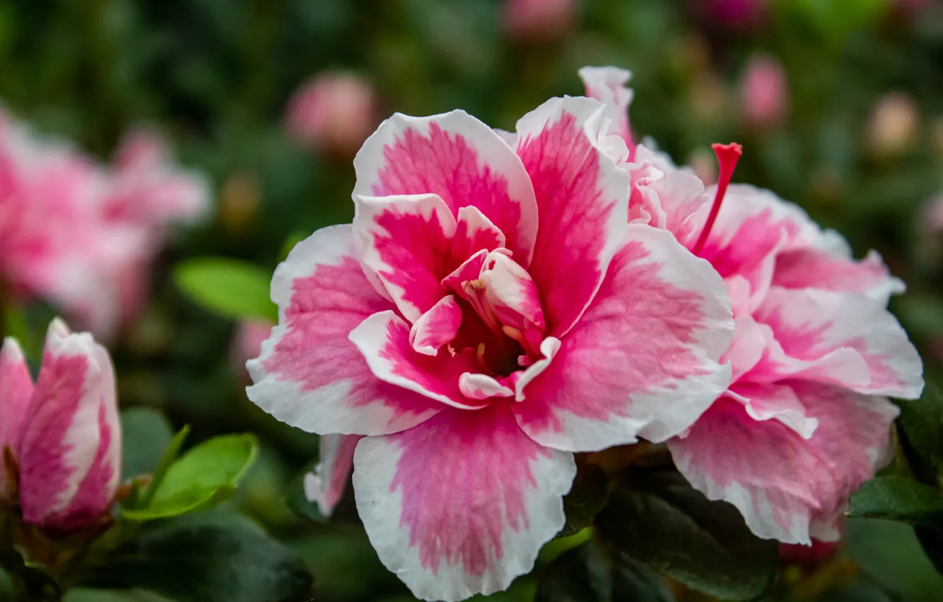 Photo wallpaper Terry, flowers, macro, rhododendrons, Azalea, leaves, petals, bokeh