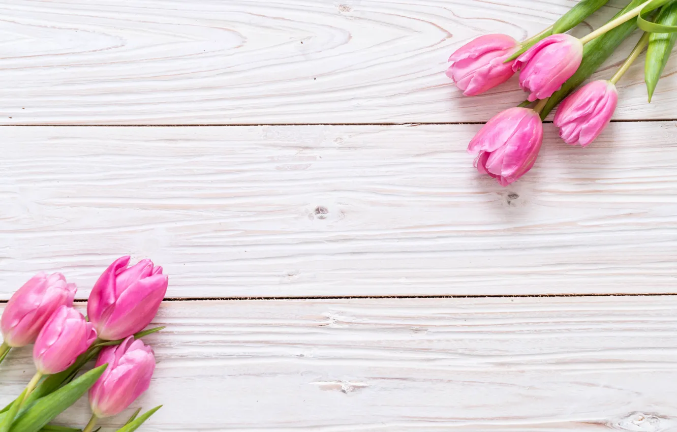 Photo wallpaper flowers, tulips, pink, fresh, wood, pink, flowers, tulips