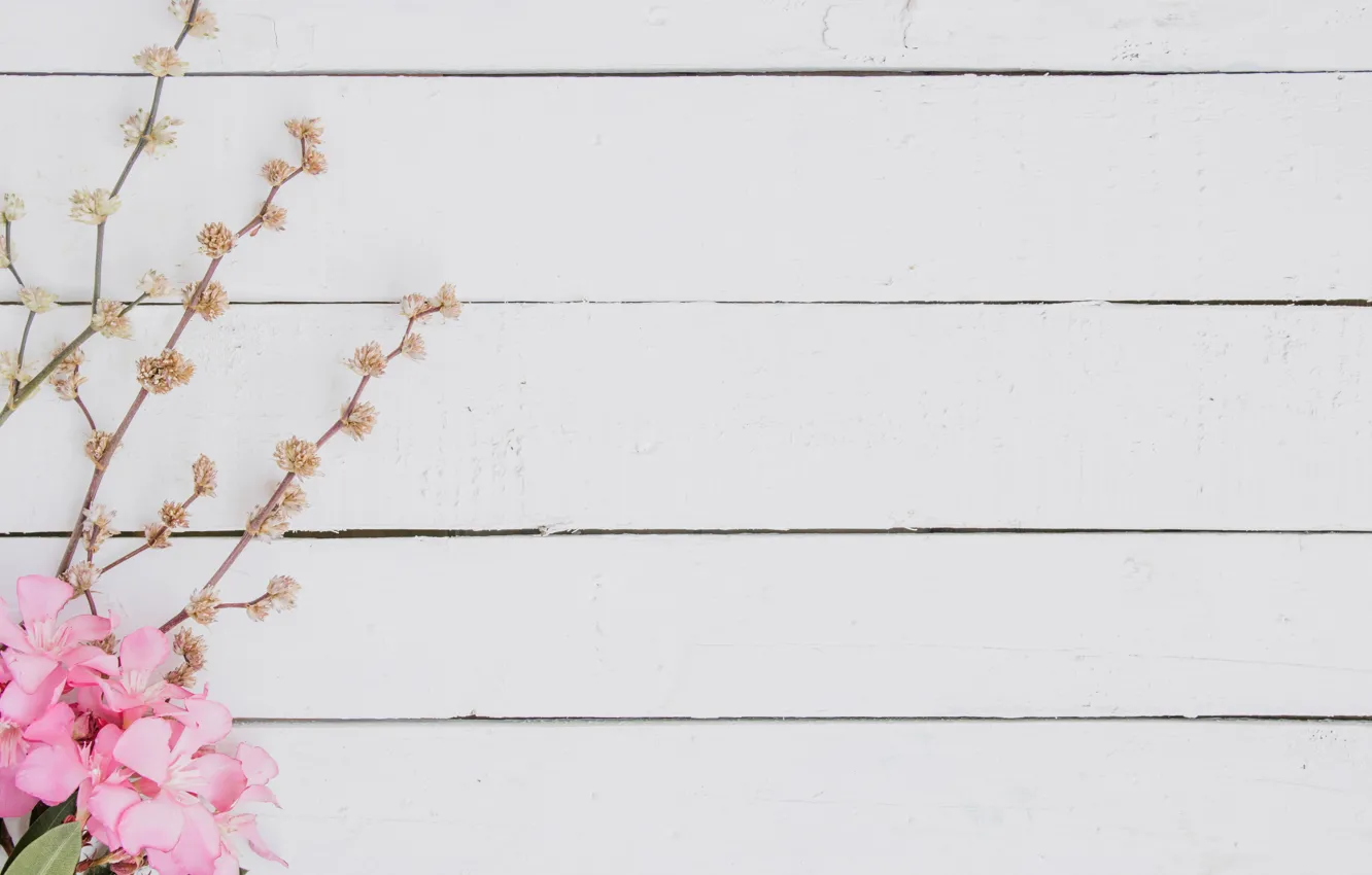 Photo wallpaper white, flowers, branches, background