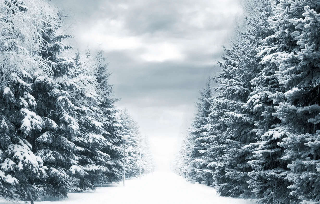 Photo wallpaper winter, road, snow, trees, lights, Winter way