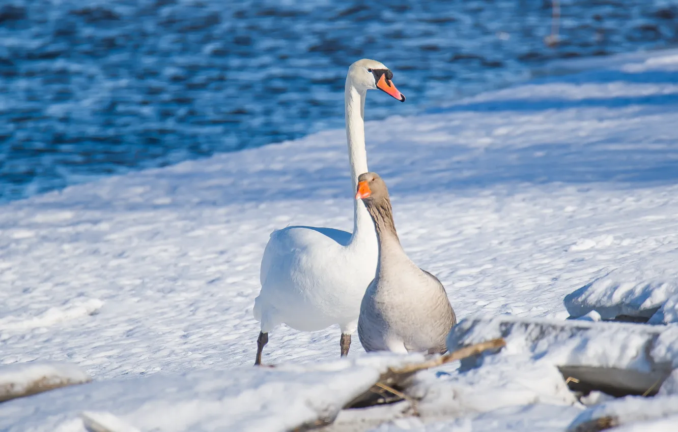 Photo wallpaper winter, river, bird, swans, geese