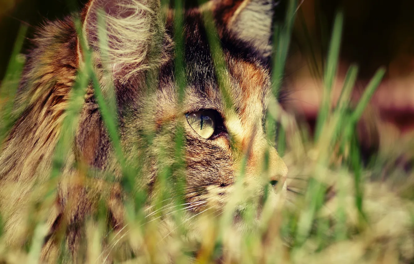 Photo wallpaper cat, grass, hunting, grass, tri-color, spotted