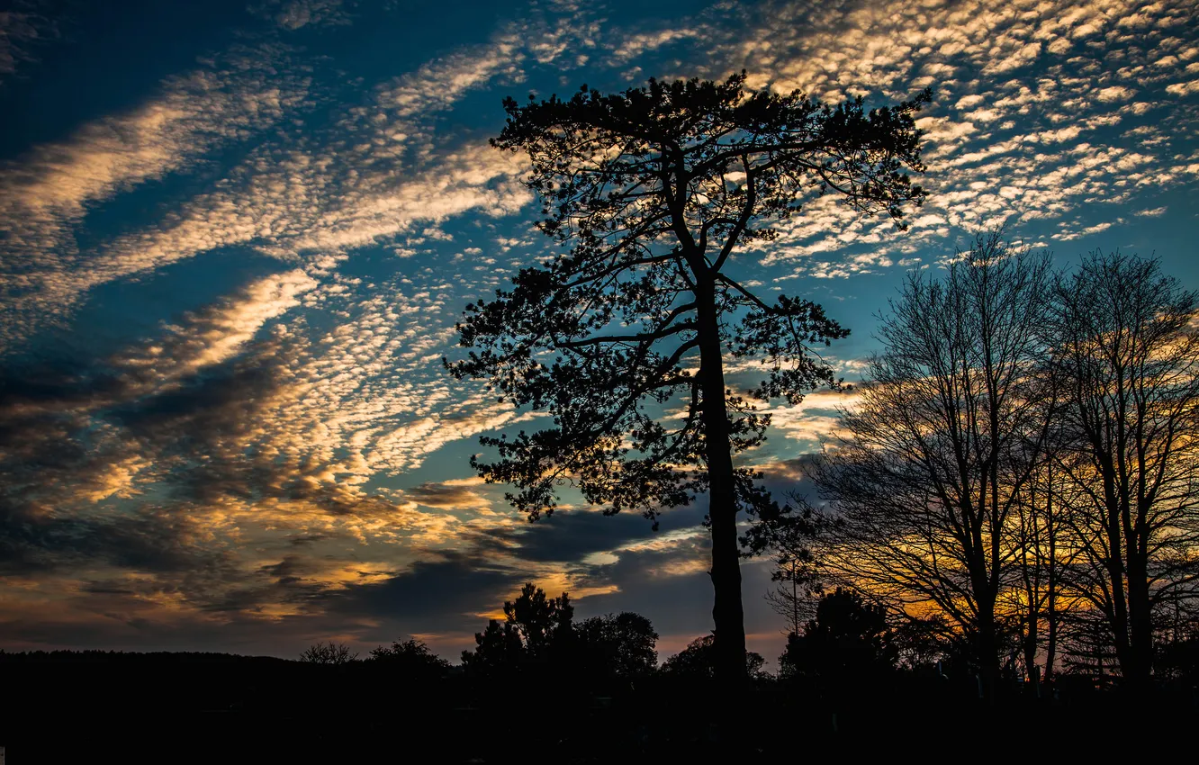 Photo wallpaper the sky, clouds, trees, sunset, silhouette