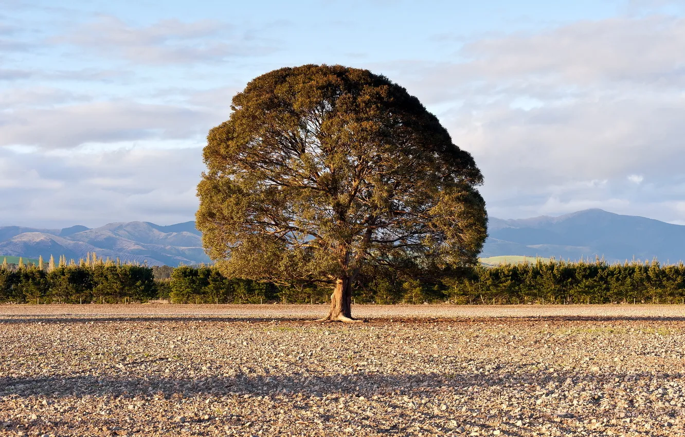 Photo wallpaper field, landscape, nature, tree