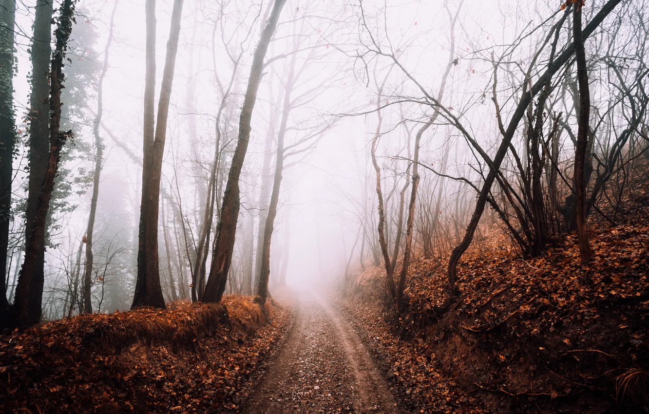 Photo wallpaper road, forest, fog