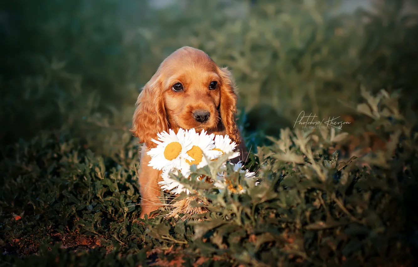 Photo wallpaper flowers, chamomile, puppy, face, doggie, Ekaterina Kikot