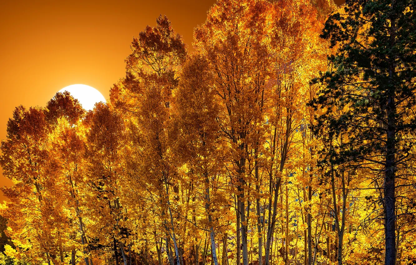 Photo wallpaper autumn, Fall in California, Hope Valley