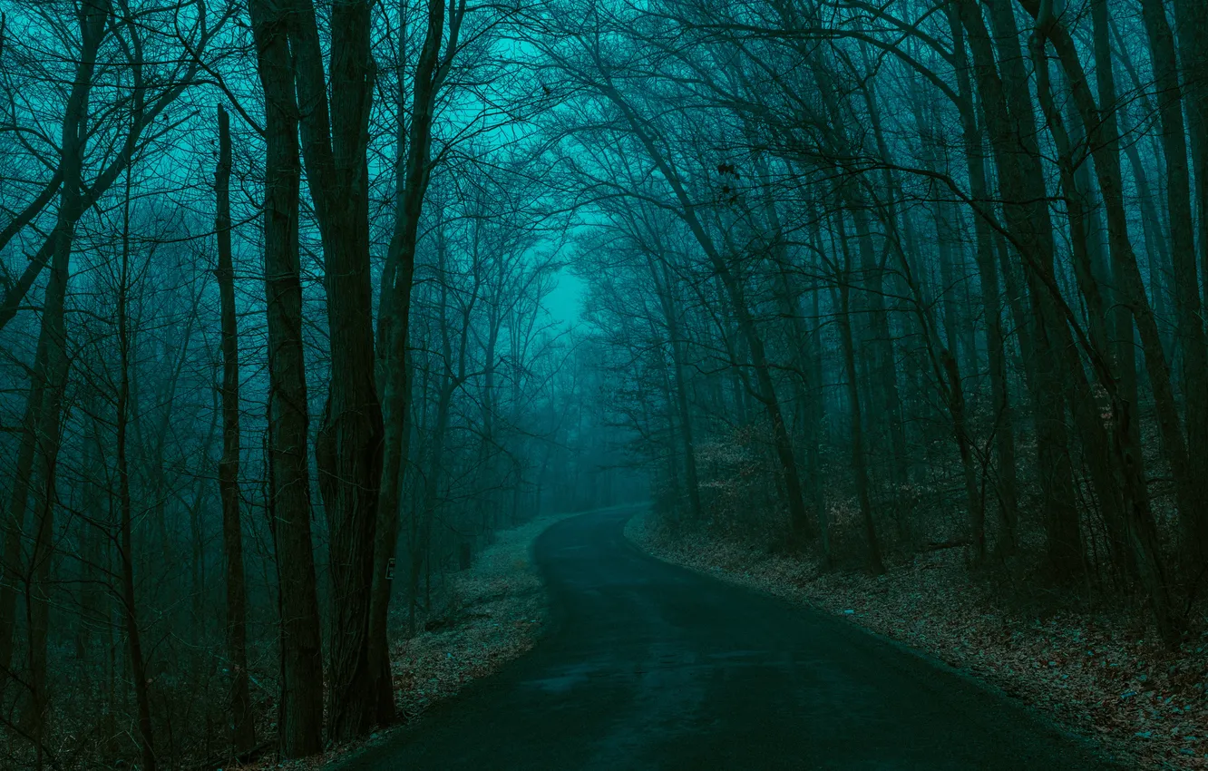 Photo wallpaper forest, road, sunset, darkness