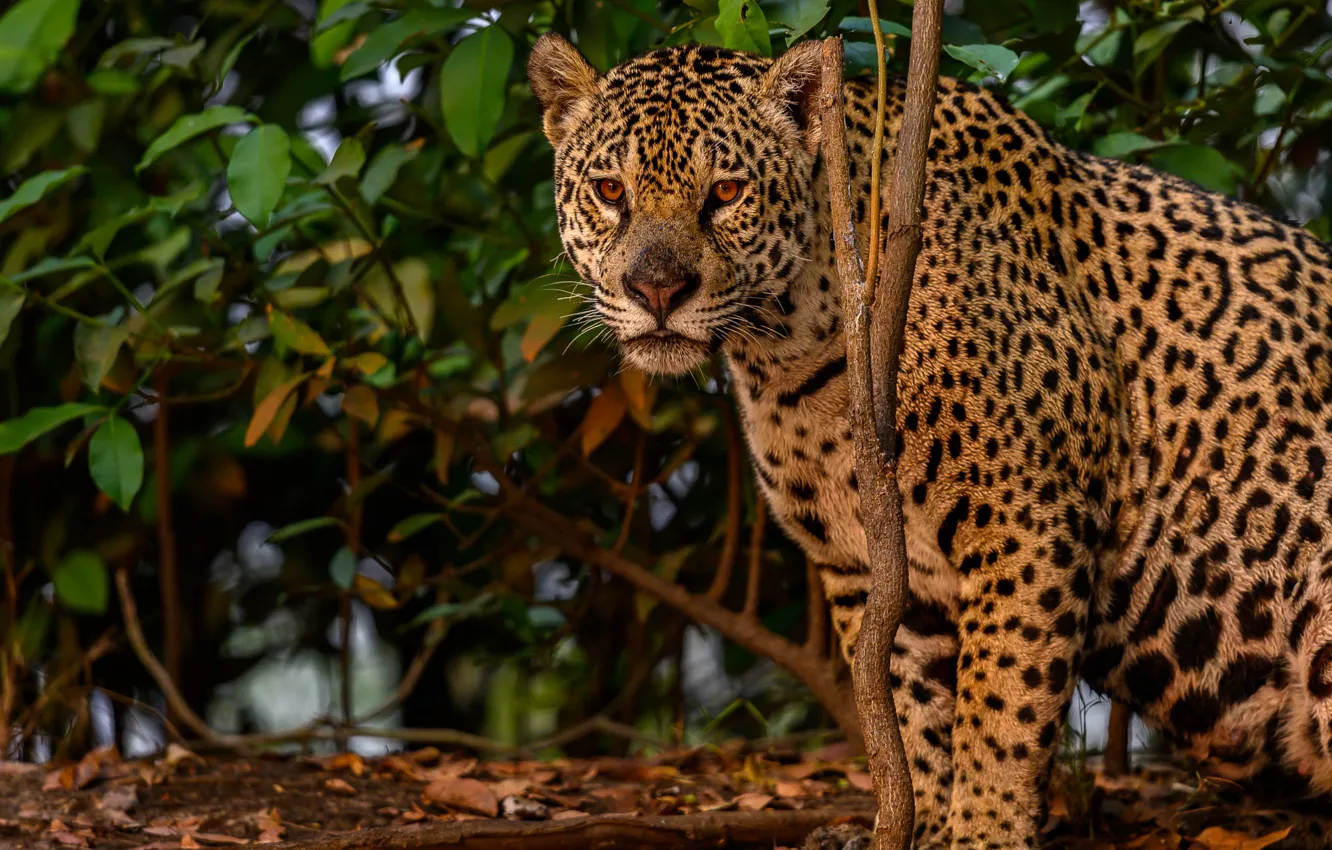 Photo wallpaper face, nature, Jaguar, sitting
