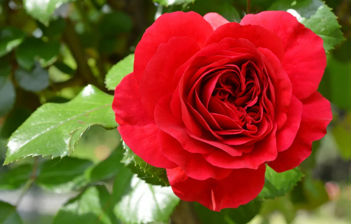 Photo wallpaper flowers, background, red rose