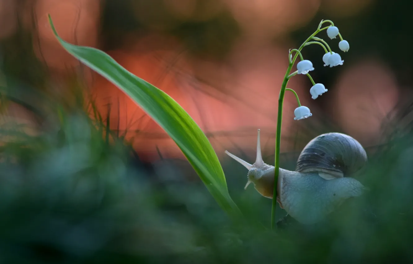 Photo wallpaper macro, snail, horn, lilies of the valley