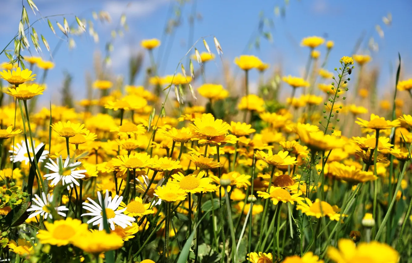Photo wallpaper flowers, meadow, yellow flowers