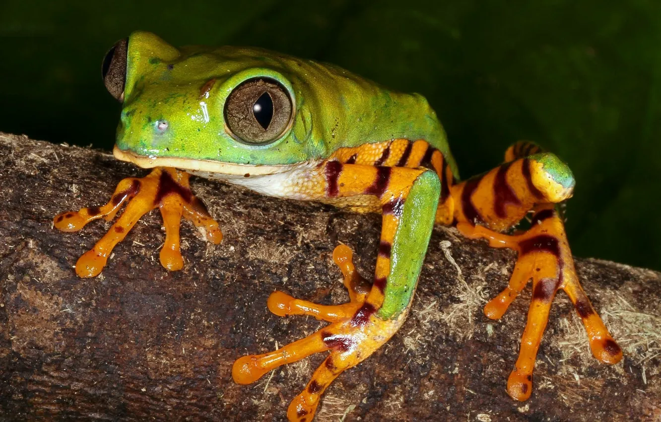 Photo wallpaper frog, brown, eyes yellow