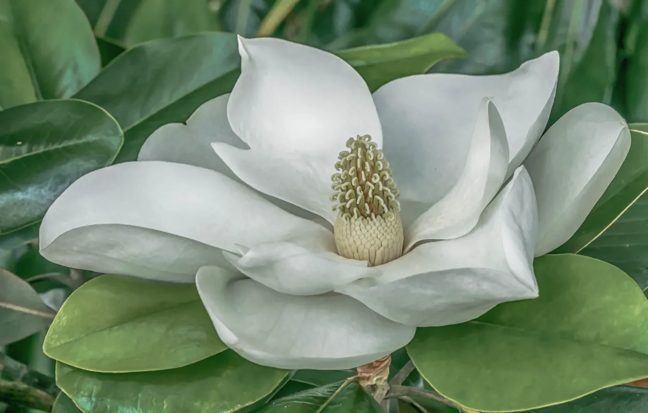 Photo wallpaper macro, white, Magnolia