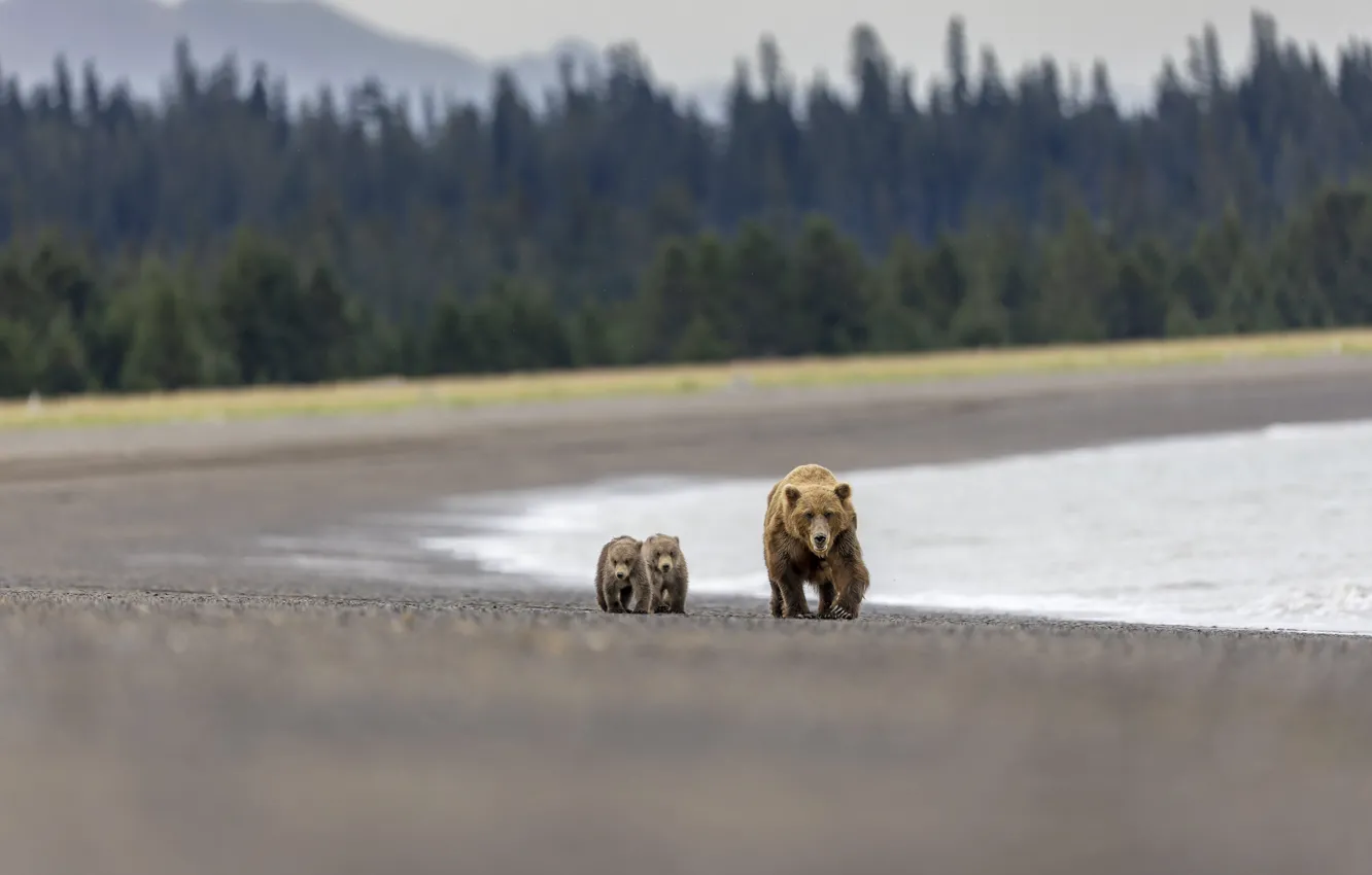 Photo wallpaper forest, bear, bear, walk, bear