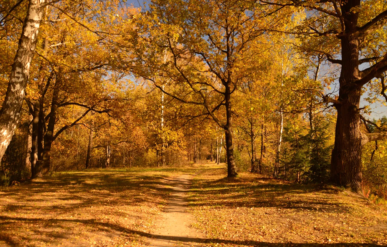 Photo wallpaper Autumn, Trees, Trail, Fall, Autumn, Golden autumn, Trees, Golden autumn