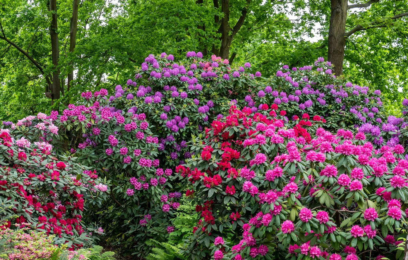 Photo wallpaper trees, flowers, Park, the bushes, rhododendrons