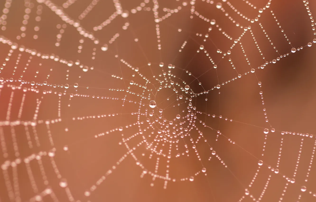 Photo wallpaper macro, web, water drops