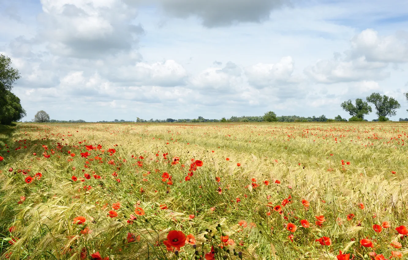 Photo wallpaper field, summer, the sky, flowers, nature, view, Maki, dal