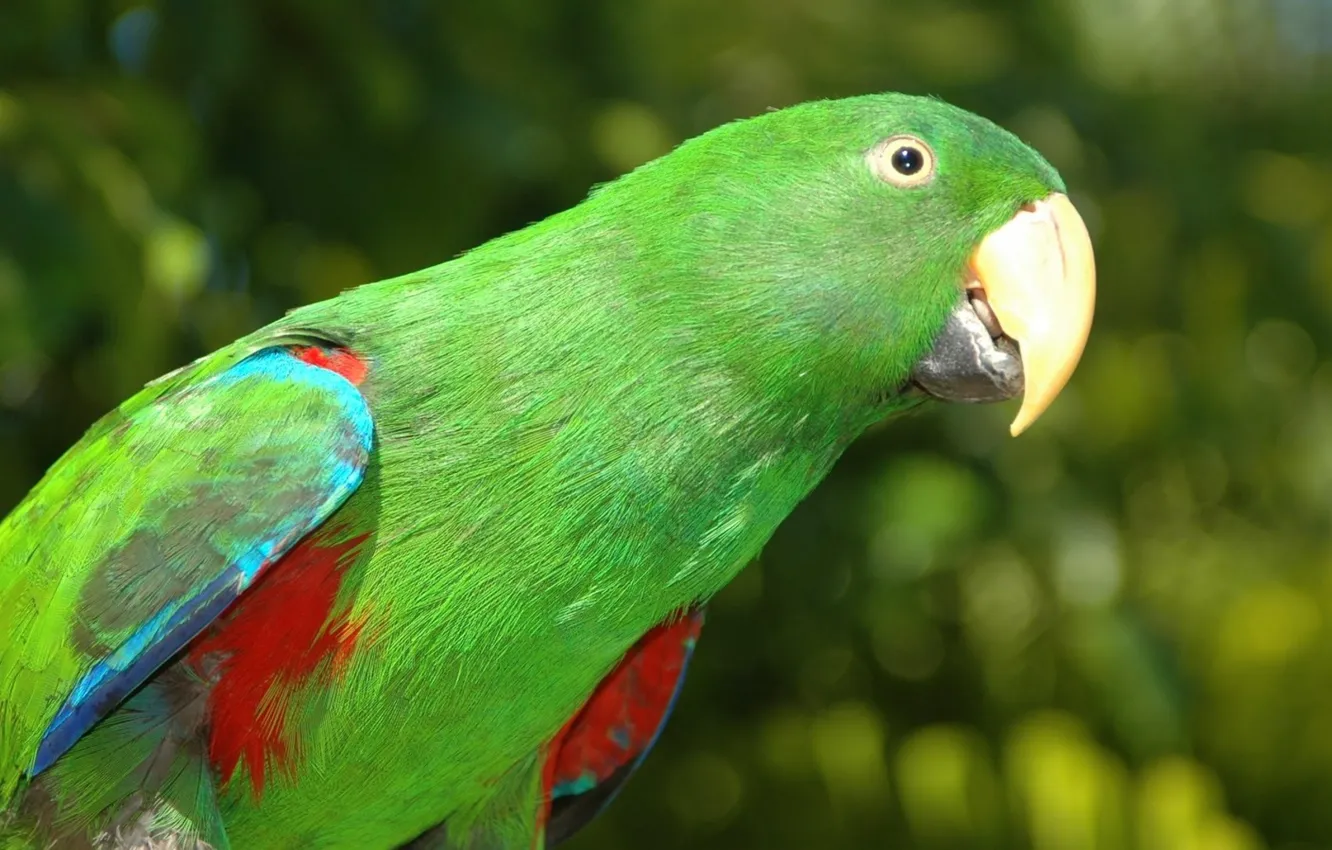 Photo wallpaper birds, green, parrot